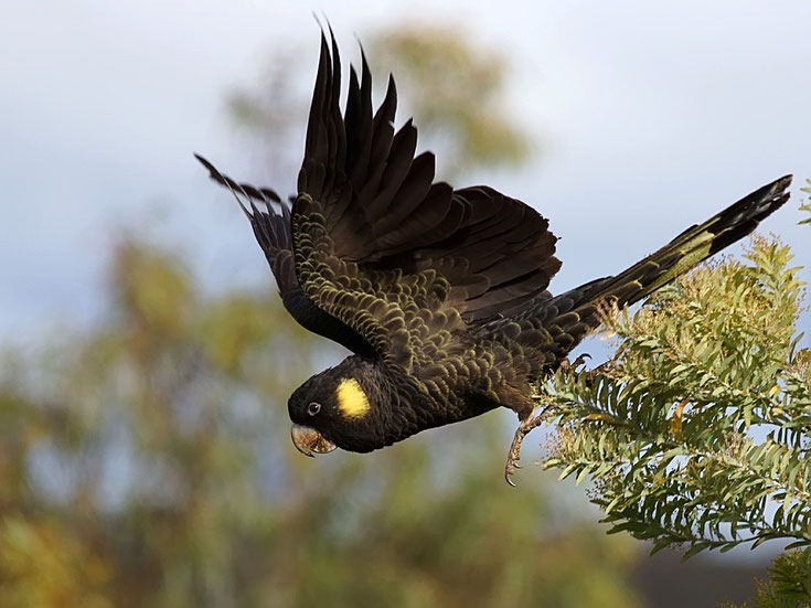 fiche animaux oiseaux cacatoes funèbre comportement habitat taille poids distribution reproduction