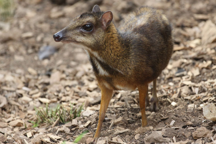 chevrotin de balabac pilanfok cerf souris comportement taille poids repartition longevite reproduction habitat