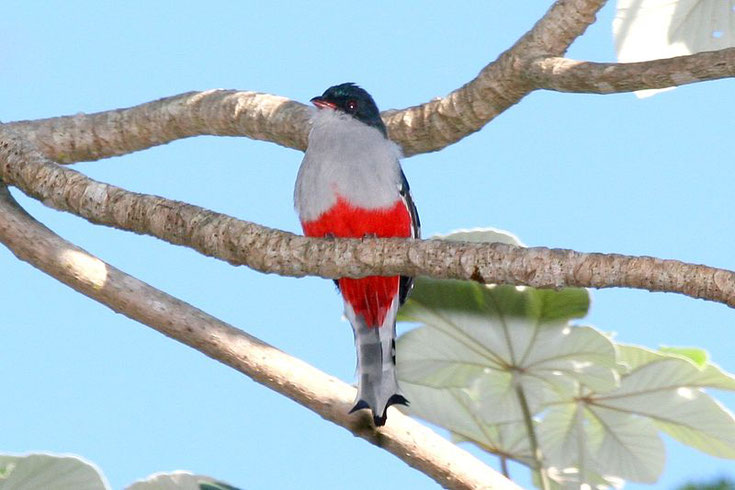 trogon de cuba oiseau fiche  comportement taille poids repartition longevite reproduction habitat