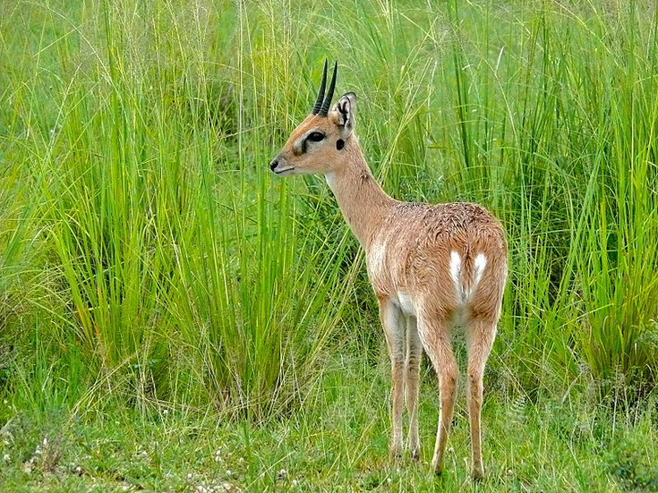 fiche animaux ourebi mammifere afrique antilope poids taille habitat distribution alimentation reproduction