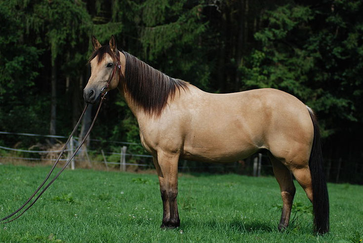 quarter horse fiche cheval race de chevaux caractere origine comportement poil couleur sante