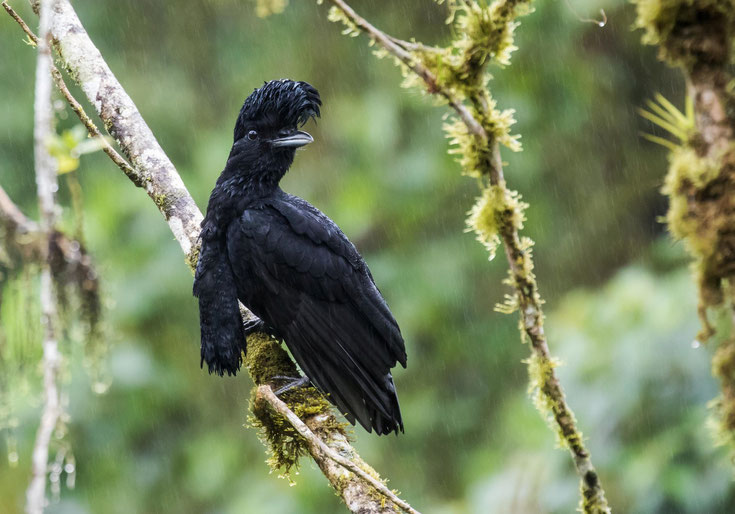 fiche animaux oiseaux coracine casquee comportement habitat taille poids distribution reproduction long-wattled unbrellabird 