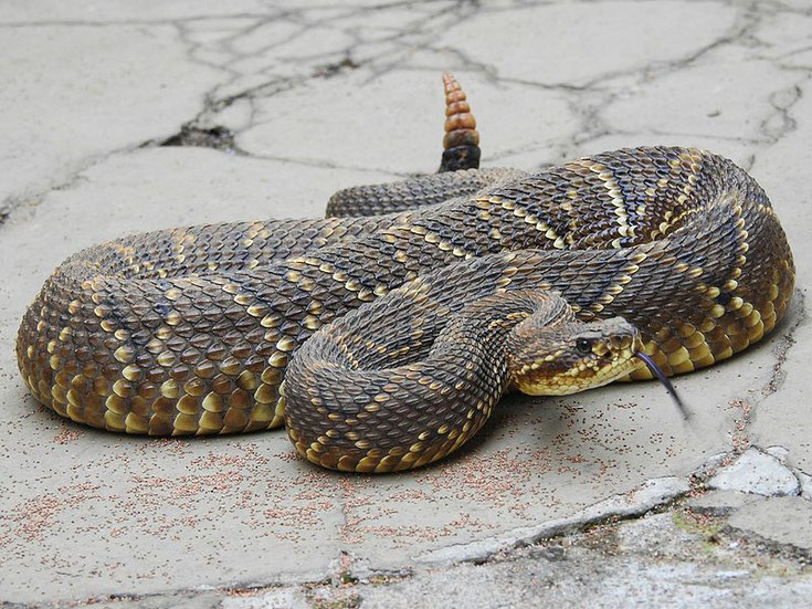 fiche reptile serpent a sonnette crotale cascabelle morsure comportement habitat taille poids distribution reproduction 