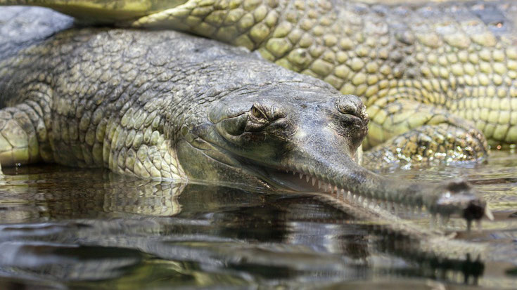 gavial crocodilien fiche animaux comportement taille poids repartition longevite reproduction habitat