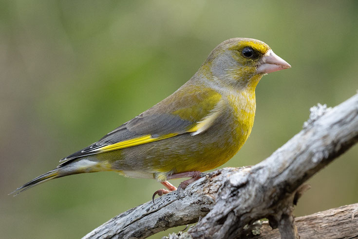 verdier d'europe fiche oiseaux animaux sauvages comportement habitat repartition longevite alimentation poids taille