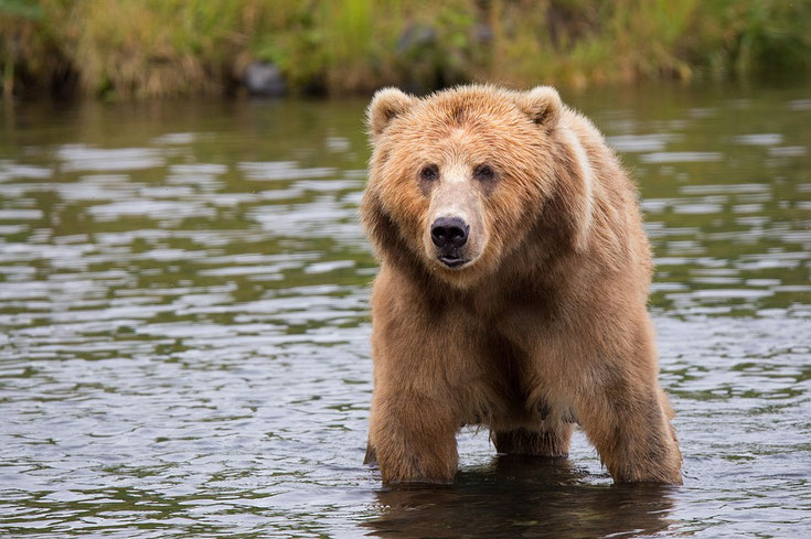 kodiak ours fiche animaux comportement taille poids repartition longevite reproduction habitat