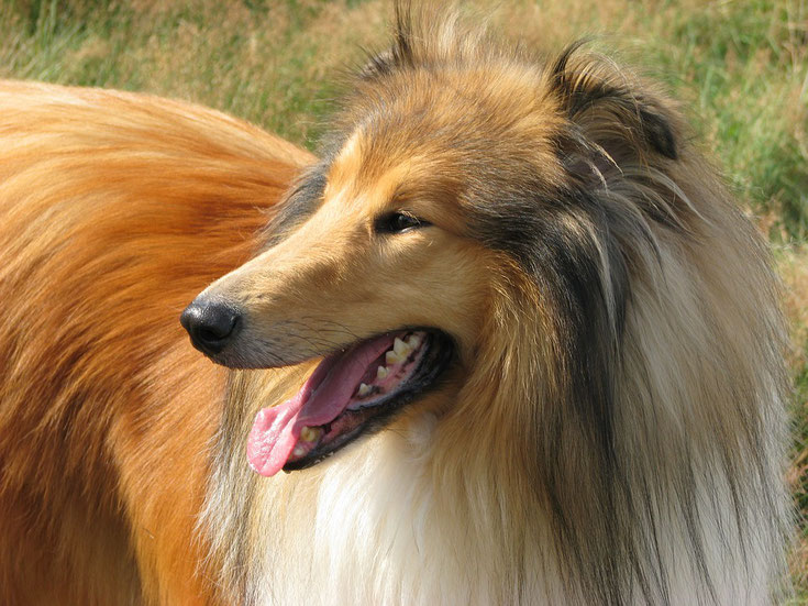 race de chien fiche le colley à poil long lassie chien de cinema berger d'écosse origine caractere poil sante