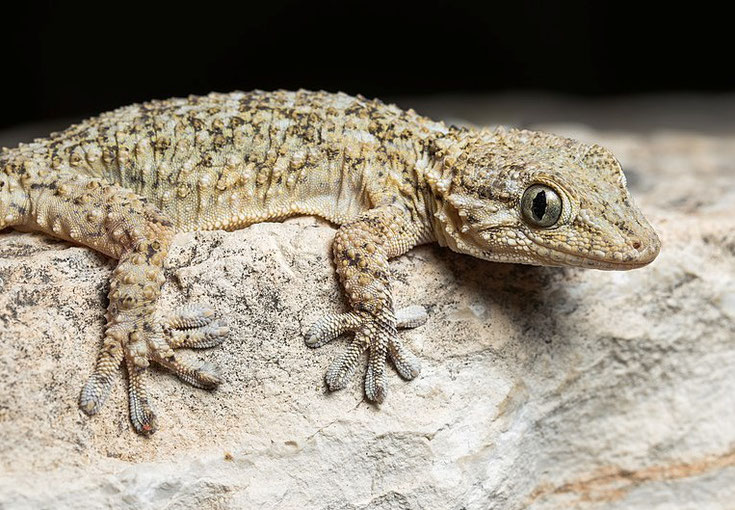 fiche animaux reptile tarente gecko du midi comportement habitat taille poids distribution reproduction