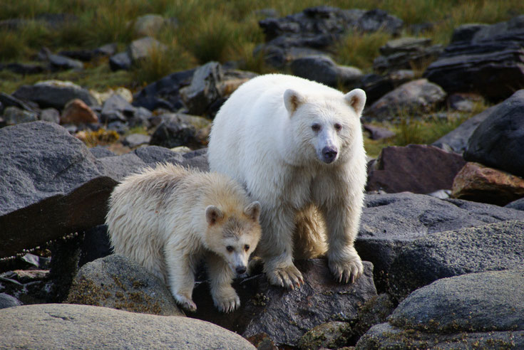 ours esprit kermode bear fiche  comportement taille poids repartition longevite reproduction habitat