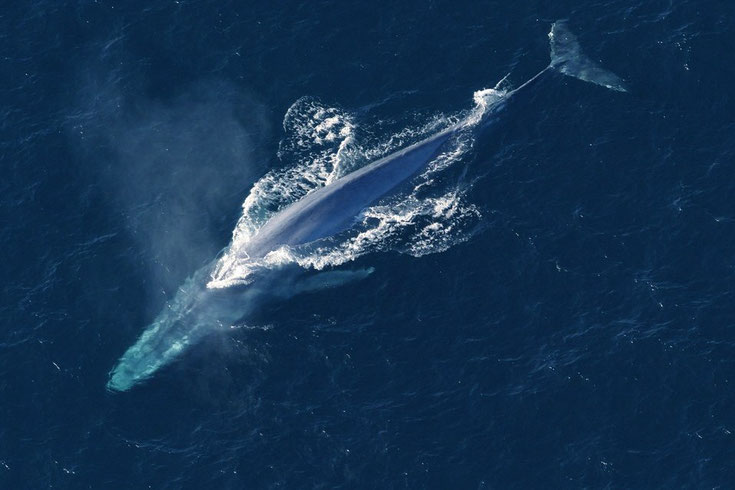 baleine bleue rorqual fiche  comportement taille poids repartition longevite reproduction habitat