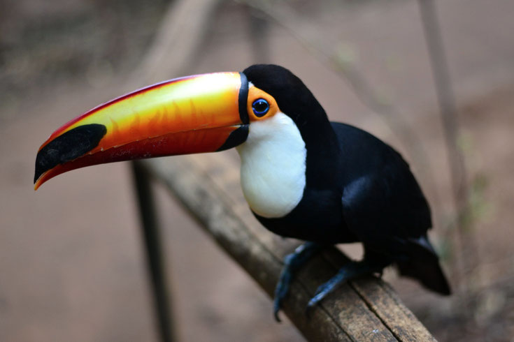 fiche animaux oiseaux toucan toco comportement habitat taille poids distribution reproduction