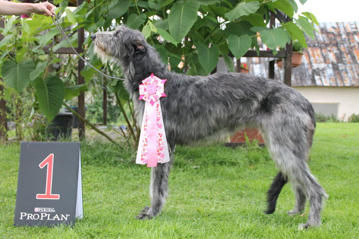 Scottish Deerhounds aus liebevoller Familienaufzucht! Hier und da haben wir entzückende Deerhound Welpen abzugeben! Deerhound Züchterin Nadja Koschwitz aus Bauler/Rheinland-Pfalz/GER!