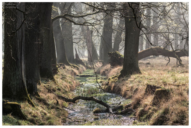 Hannover Tiergarten