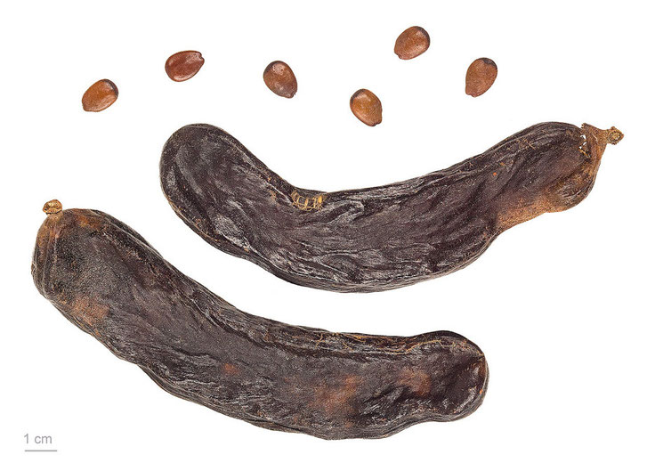 Carob pods and seeds (c) Roger Culos Wikimedia