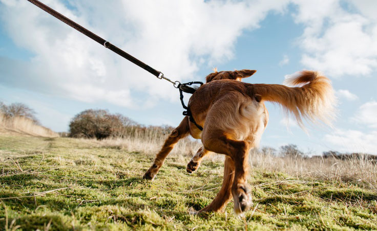 Hilfe mein Hund zieht an der Leine und kommt nicht wenn ich ihn rufe