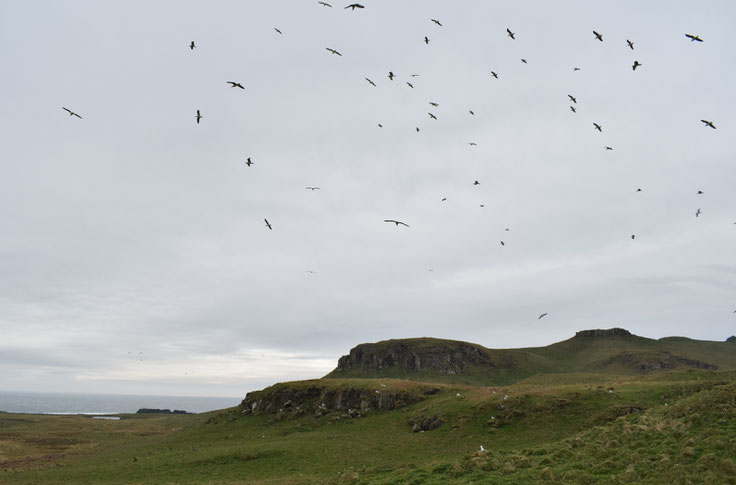 Seabirds, Isle of Muck