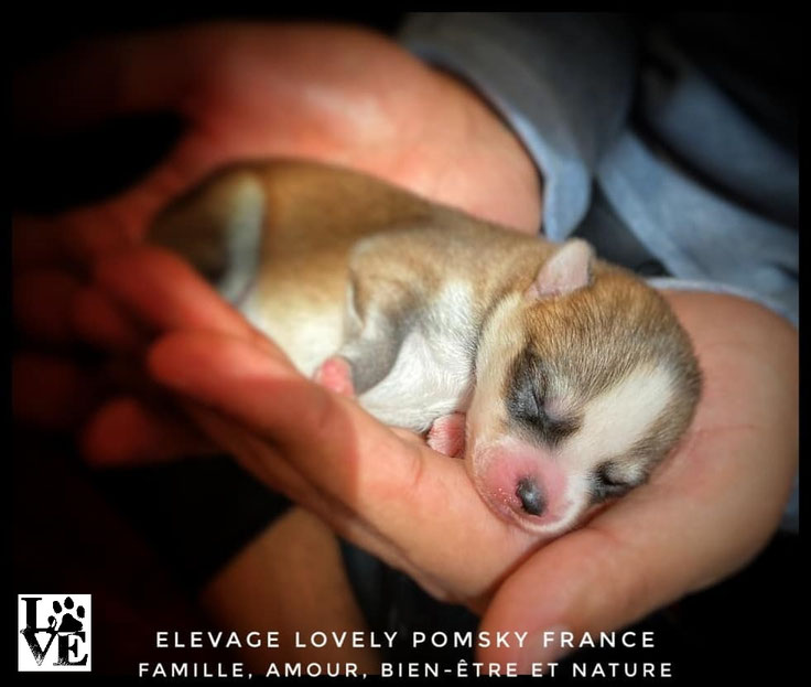 Storm, quand il avait quelques jours mâle Pomsky F2 en Mai 2022