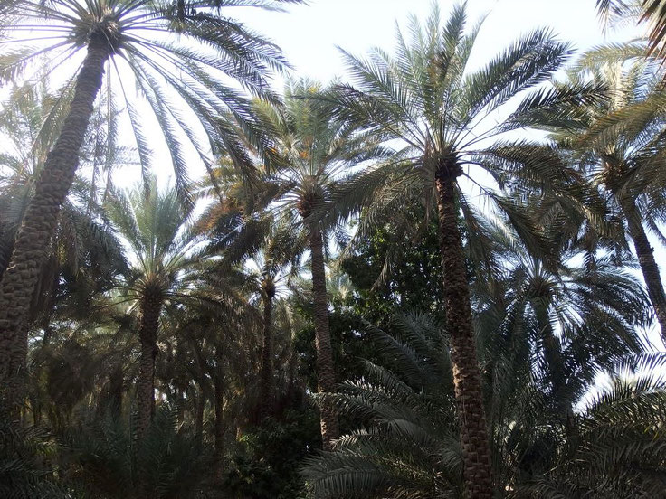 Palmenhaine in Al Ain