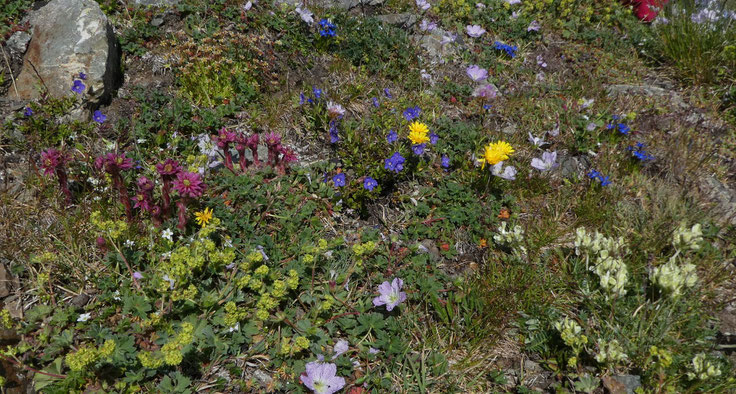 Parterre de fleurs au Cardal