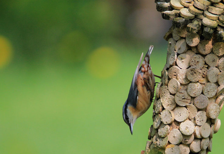 Kleiber läuft kopfunter den Baum hinab