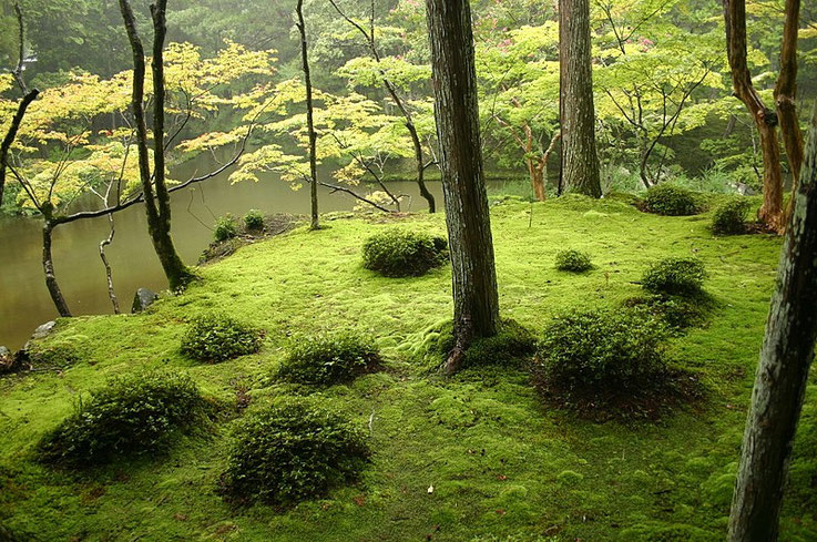 Saihouji Kokedera temple garden - one of the most popular gardens by real garden lovers. Need an advanced booking with physical letters  Source: wikipedia