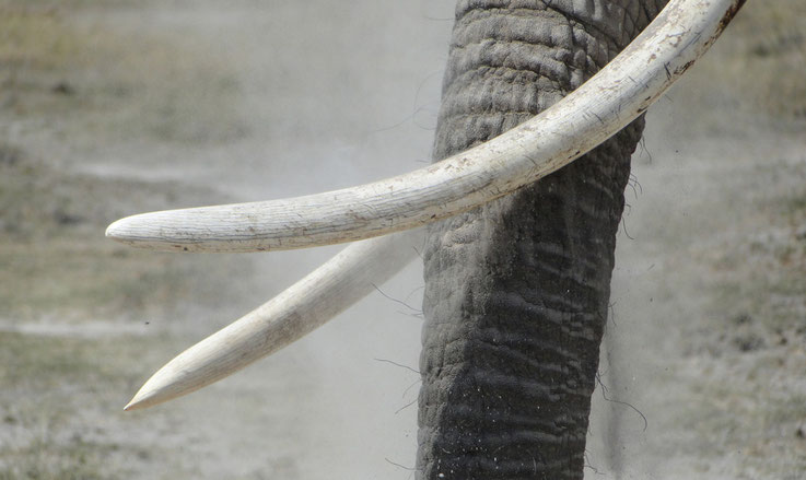 Tusk Weight For The Giants