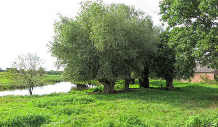 Kopfweiden an der Clörather Mühle 