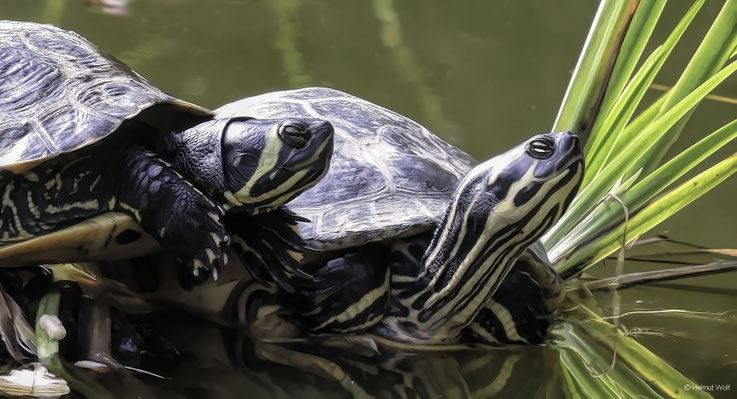 Wasserschildkröten am Schloss Dyck
