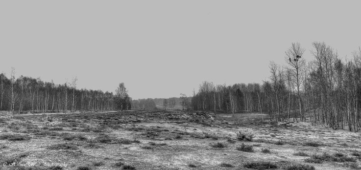 Winter in der Heide