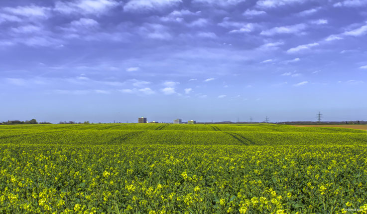Rapsblüte am Niederrhein 