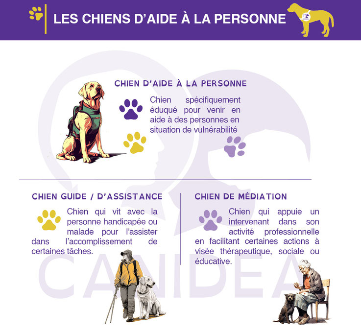 infographie : les chiens d'aide à la personne sont la réunion des chiens guides/d'assistance et des chien de médiation