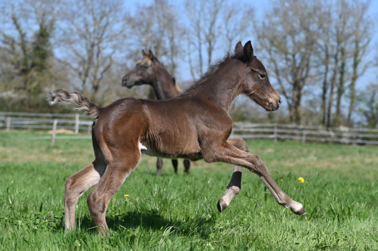 poulain nouveau-né, rocky mountain horse, bai silver, de teinte assez foncée, qui galope dans un pré, et l'on voit sa mère au loin