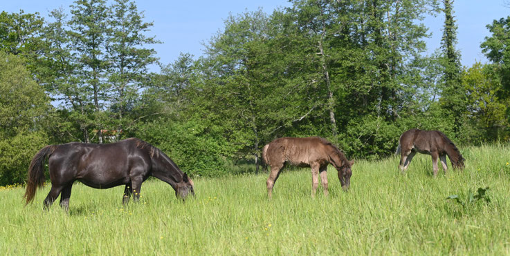 troupeau élevage poulain herbe black silver chocolat