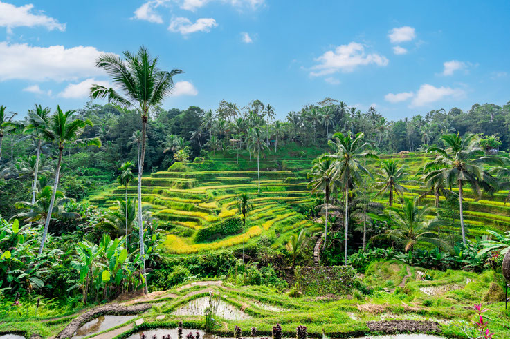 Reisanbau auf Bali