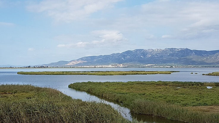 Reisfelder im Flussdelta des Ebro