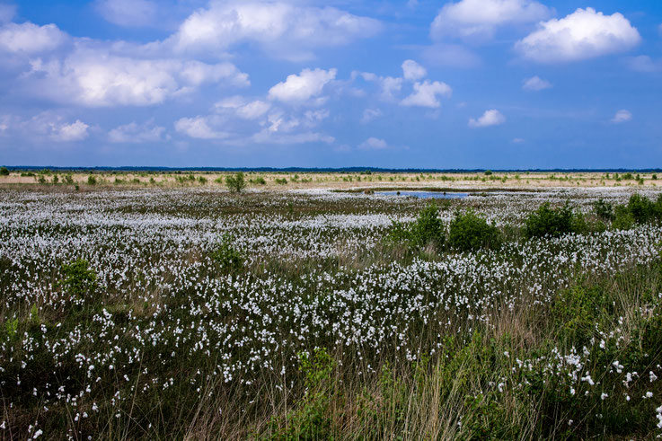 Wollgräser im Naturschutzgebiet Stapeler Moor