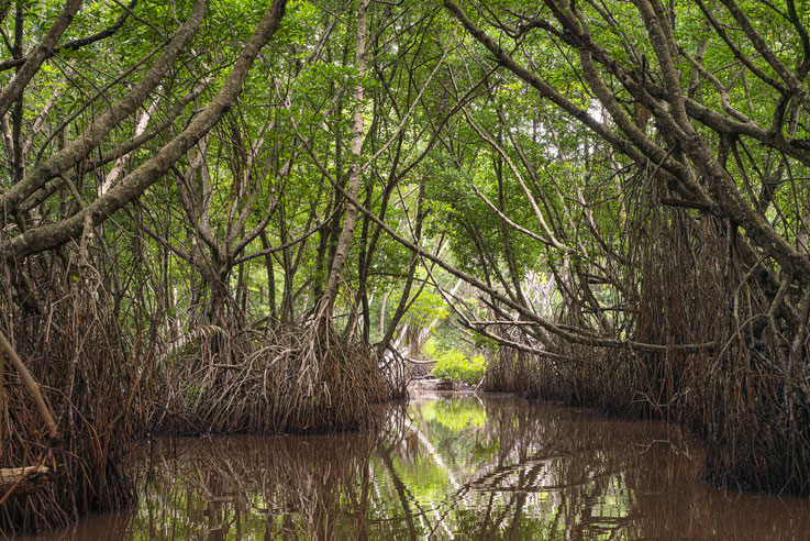 Mangrovenwald auf Sri Lanka, Foto: iStock/Alex Potemkin