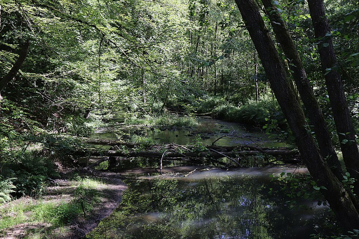 Auenwald bei Erlenfurt