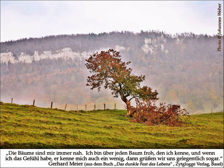 Gerhard Meier Zitat: Die Bäume sind mir immer nah. Ich bin über jeden Baum froh, den ich kenne, und wenn ich das Gefühl habe, er kenne mich auch ein wenig, dann grüßen wir uns gelegentlich sogar. Foto Johannes Weber. Archiv Pedro Meier Niederbipp. SIKART