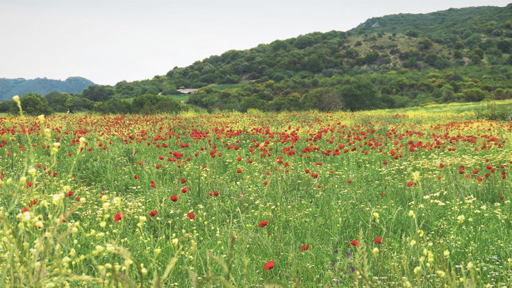 COQUELICOTS FLEURS CHAMPS BIGOUSTEPPES GRECE