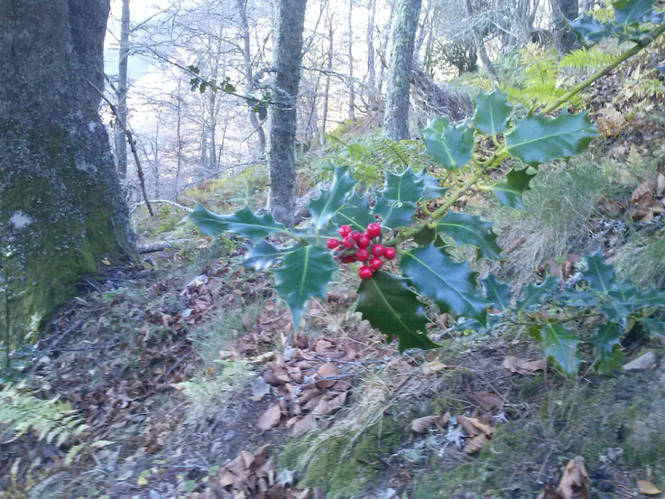 Acebo, especie protegida en el Principado de Asturias, un día de trabajo en el monte.