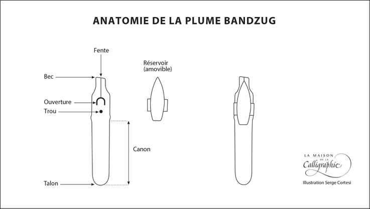Anatomie de la plume Bandzug