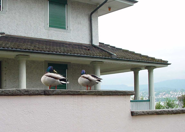 Enten auf der Garagenmauer zu Nachbarhaus