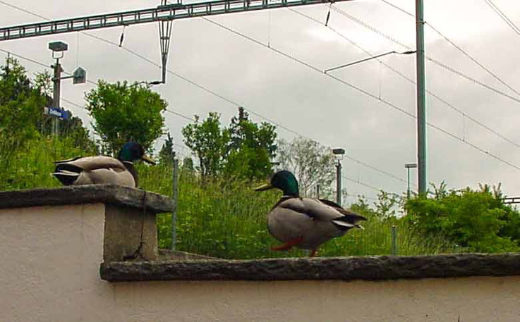 Entenpaar auf der Garagenmauer