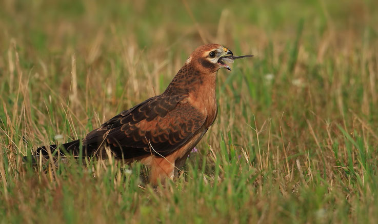 diesjähriger Vogel frisst Feldlerche, 19.07.2015