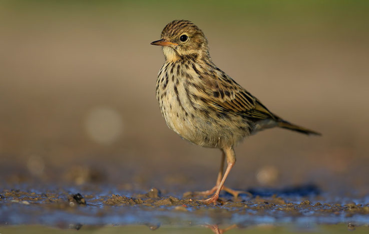 Jungvogel, 11.07.2015