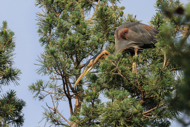 Purpurreiher bei der Wache über dem Nest