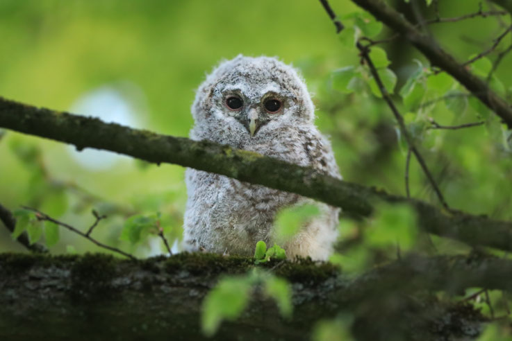 Jungvogel, 28.04.2025