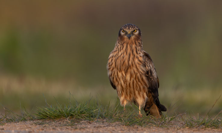 Wiesenweihe (Weibchen, adult)