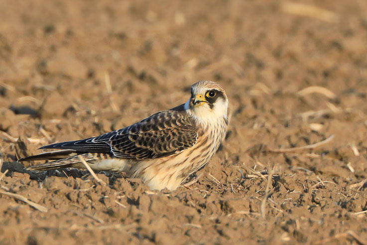 Jungvogel, Oderbruch, 08.09.2024